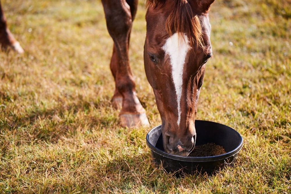 Horse Supplements