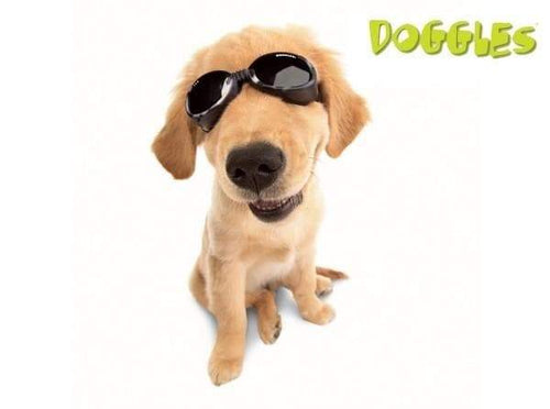 Racing Flames Doggles ILS Protective Dog Eyewear