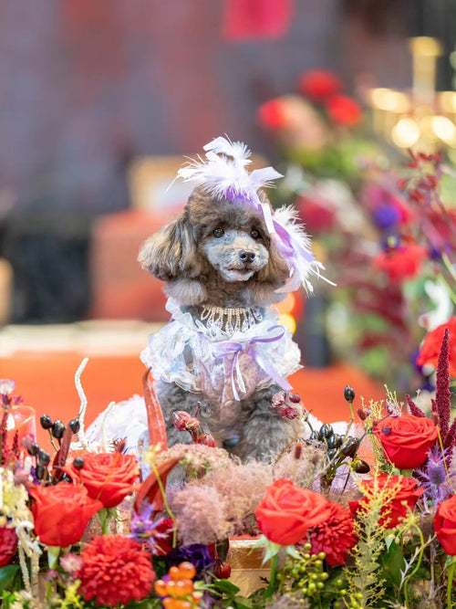 Feather Dream Princess Dog Dress