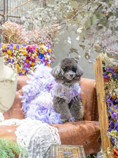 Feather Dream Princess Dog Dress