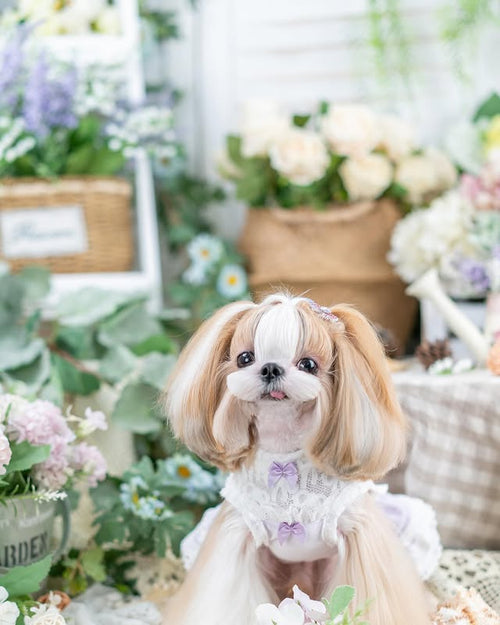 Luxury Lace Princess Dog Dress with Corset Bow | Boutique Small Dog Dress