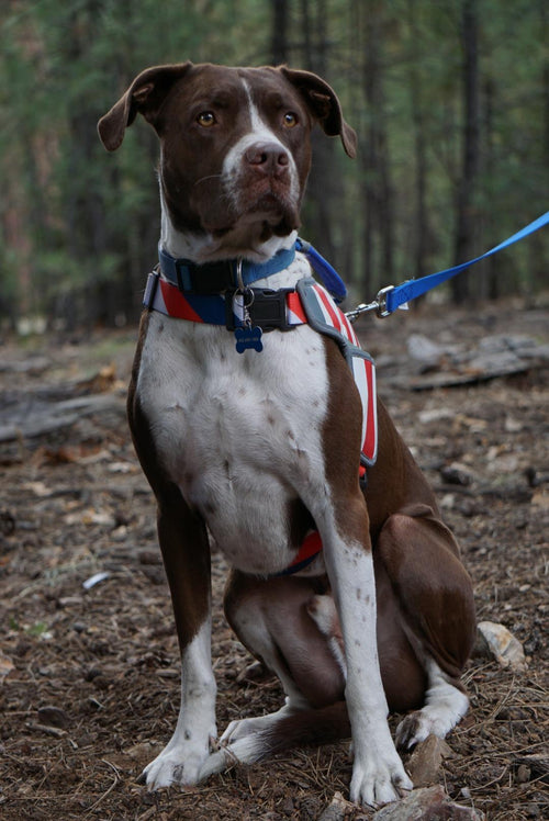 USA Patriotic Star Dog Harness+Leash Set