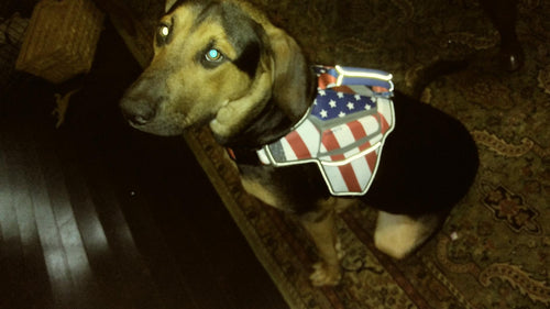 USA Patriotic Star Dog Harness+Leash Set