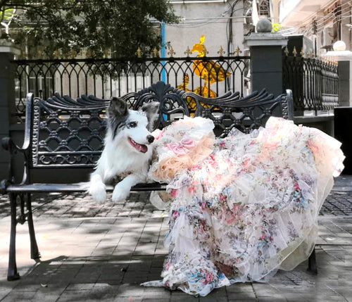 Black Floral Princess Dog Dress – Luxury Victorian Puppy Gown with Romantic Ruffle Train