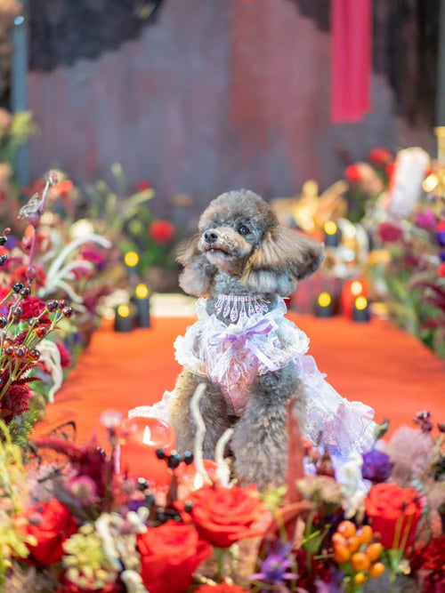Feather Dream Princess Dog Dress