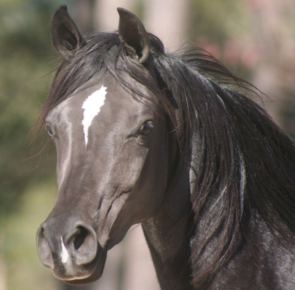 Arabian Nylon Horse Halter