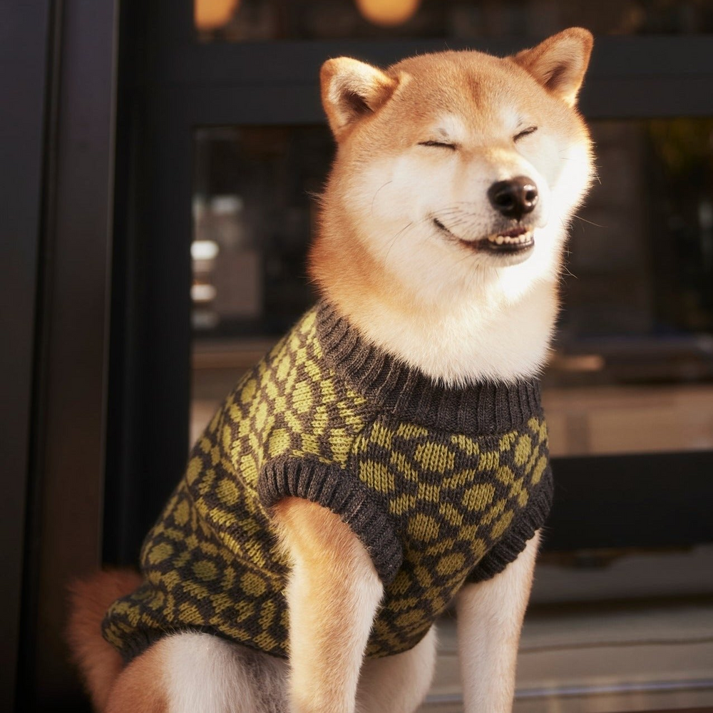The Matcha | Olive Green Ribbed Knit Dog Sweater