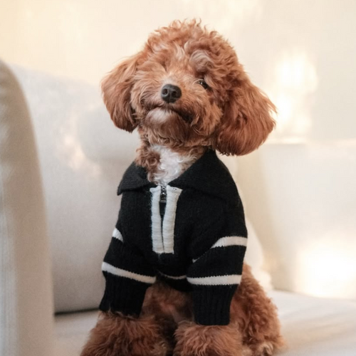 The Cortado | Black Striped Quarter-Zip Dog Sweater