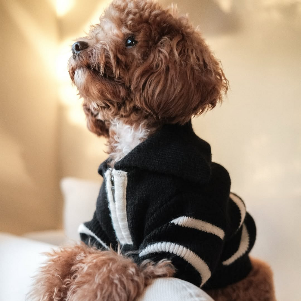The Cortado | Black Striped Quarter-Zip Dog Sweater
