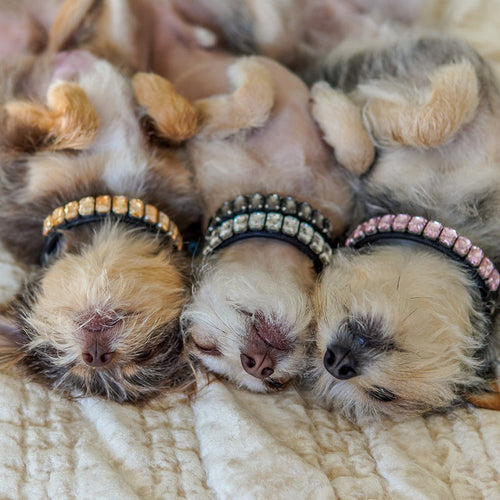 Dog Collars Boutique Rhinestone