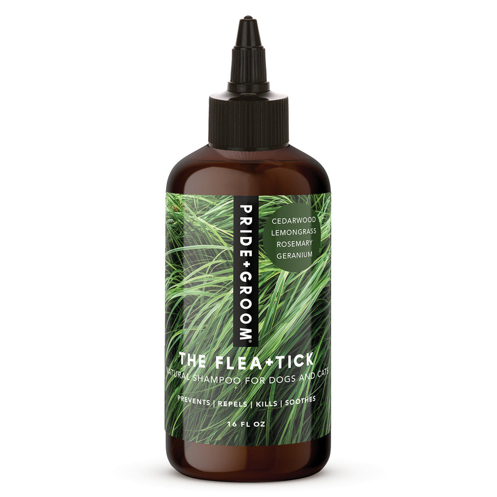 FLEA + TICK SHAMPOO