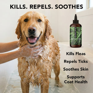 FLEA + TICK SHAMPOO