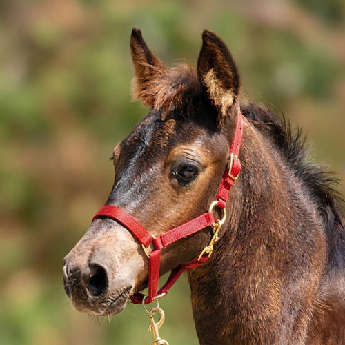 Jeffers Adjustable Nylon Miniature Horse Halter
