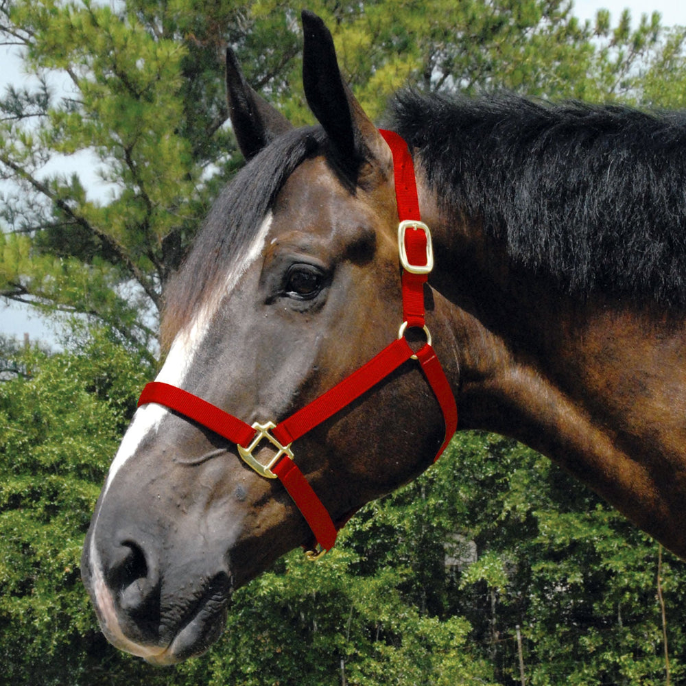 Arabian Nylon Horse Halter
