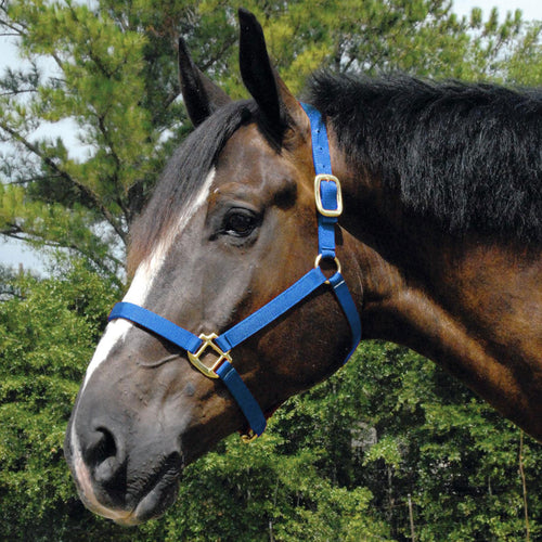 Arabian Nylon Horse Halter