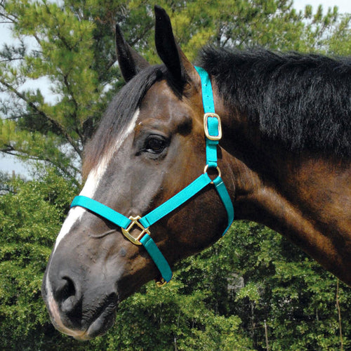 Arabian Nylon Horse Halter