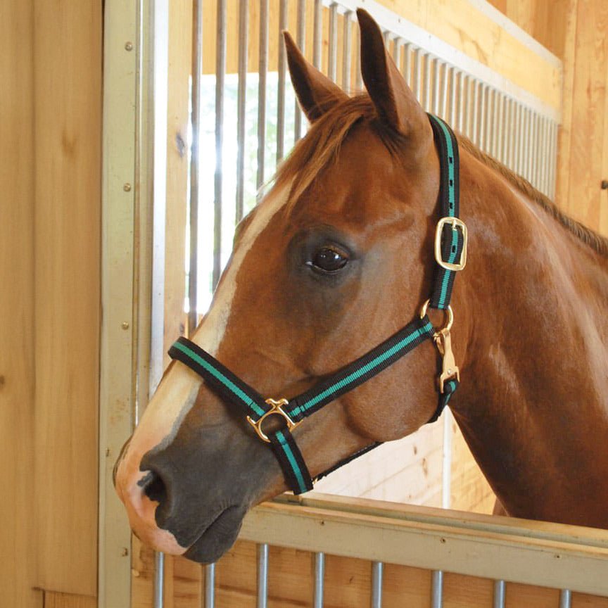 Padded Nylon Horse Halter with Throat Snap