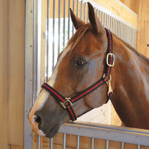 Padded Nylon Horse Halter with Throat Snap