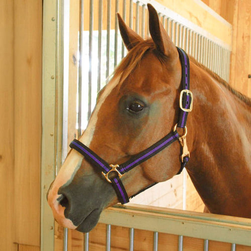 Padded Nylon Horse Halter with Throat Snap