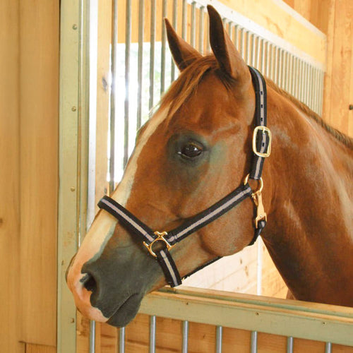 Padded Nylon Horse Halter with Throat Snap