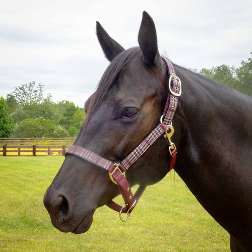 Matching Horse Halter & Lead Rope 2 Piece Set, Full Size