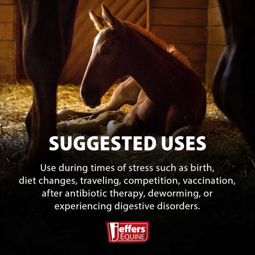 Probiotic Gel for Horses, 2 Dose Syringe