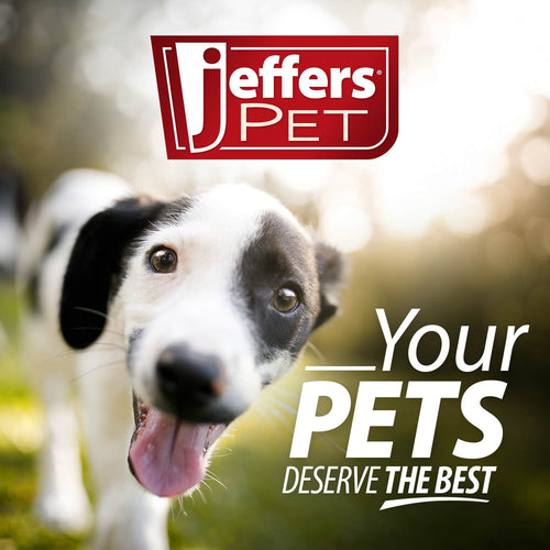 Jeffers Padded Black Leather Dog Collars with O-Ring and Nickel Hardware