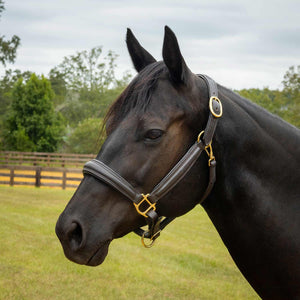 Softie Padded Leather Halter for Horses