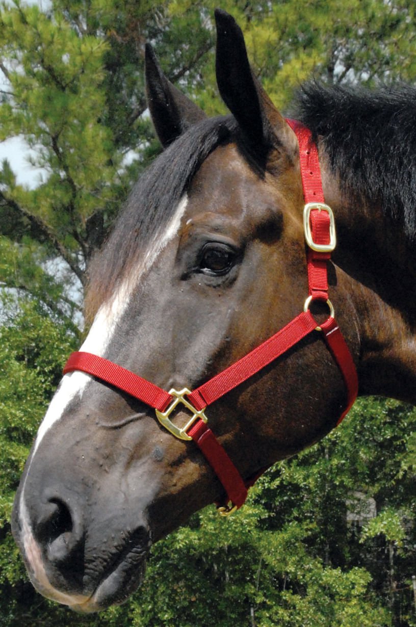 Premium Nylon Weanling & Yearling Horse Halters, 3-Ply, 1"